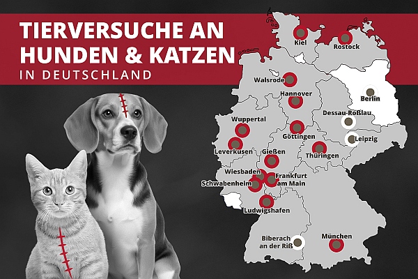 d karte hunde katzen