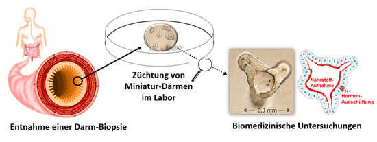 Schema Darmorganoid