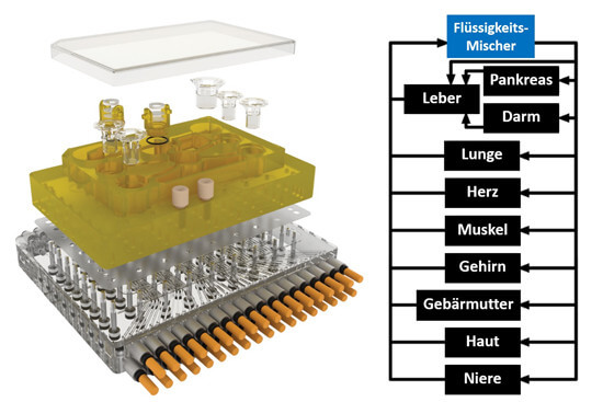 Schaubild Microphysiological System (MPS)