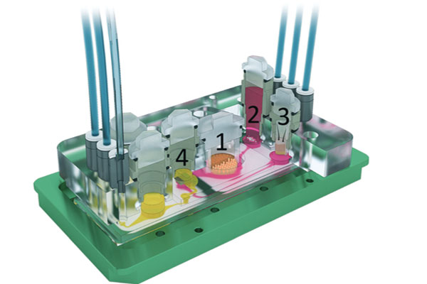 Organ-on-a-Chip