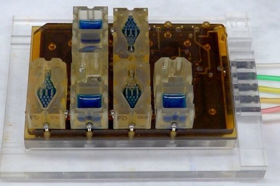 Organchip