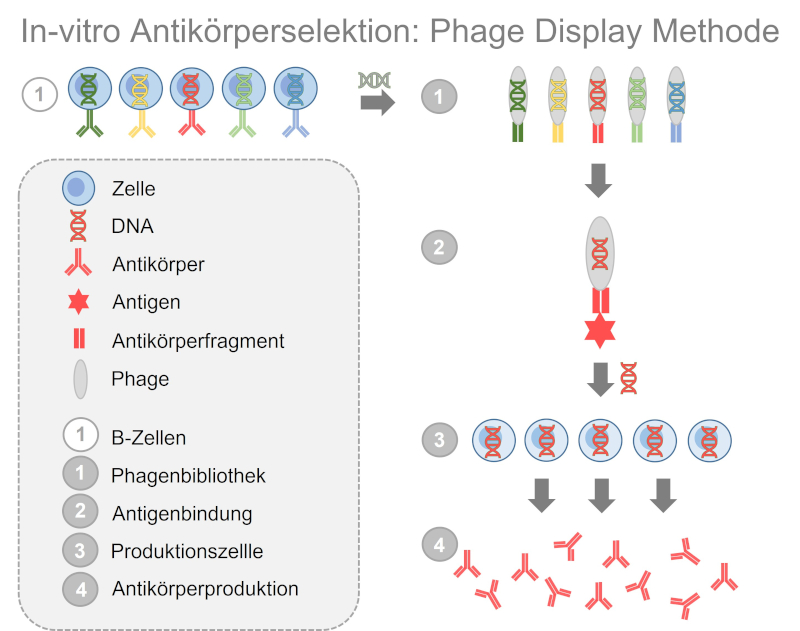 Bei der Phage-Display-Technologie wird DNA aus B-Zellen gewonnen, in Phagen übertragen und so ein menschliches Immunsystem nachgeahmt. Die Phagen tragen daraufhin Antikörperfragmente auf ihrer Oberfläche. Durch Zugabe des Antigens werden Phagen mit passenden Antikörperfragmenten ausgewählt. Die DNA zur Produktion des Antikörperfragments wird anschließend in Produktionszellen übertragen.