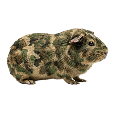 bundeswehr hund