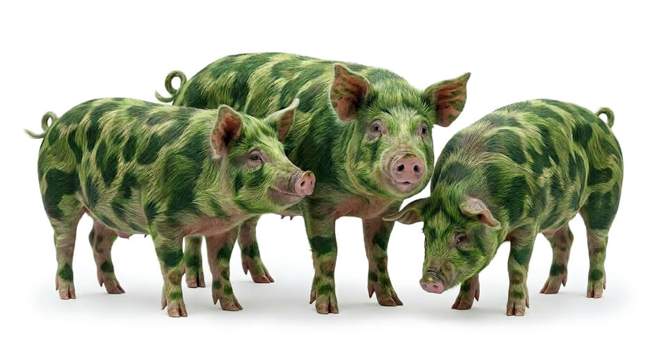bundeswehr schweine