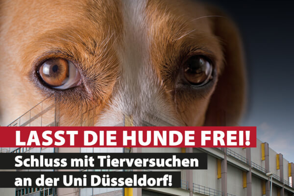 Kampagne Lasst die Hunde frei - Schluss mit Tierversuchen an der Uni Düsseldorf!