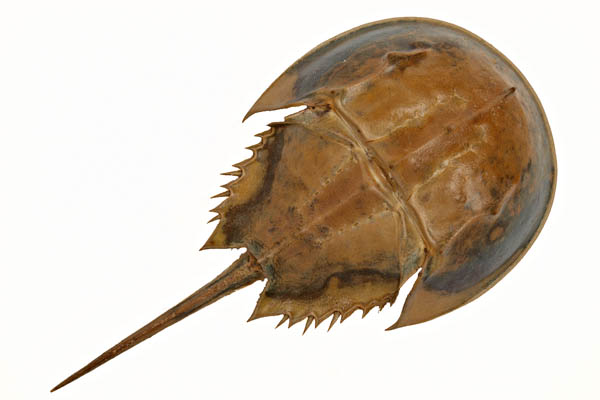 Pfeilschwanzkrebs