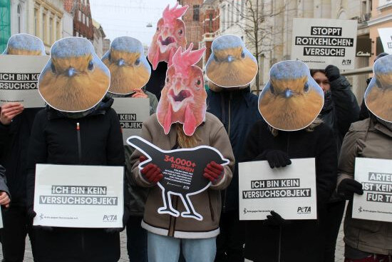 Aktion gegen Tierversuche an Rotkehlchen