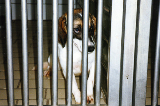Hund im Tierversuchslabor