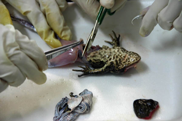 Ein Frosch wird seziert