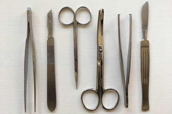 Animal experimentation in higher education and animal-free teaching methods