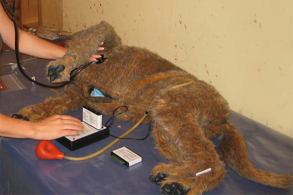 An Simulations-Hund „Jerry“&nbsp;können Tiermedizinstudenten üben