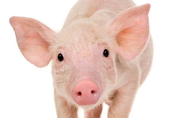 Ferkel
