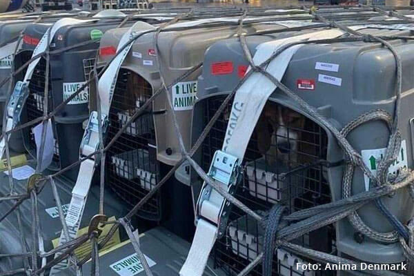 Beagles auf dem Transport ins Versuchslabor