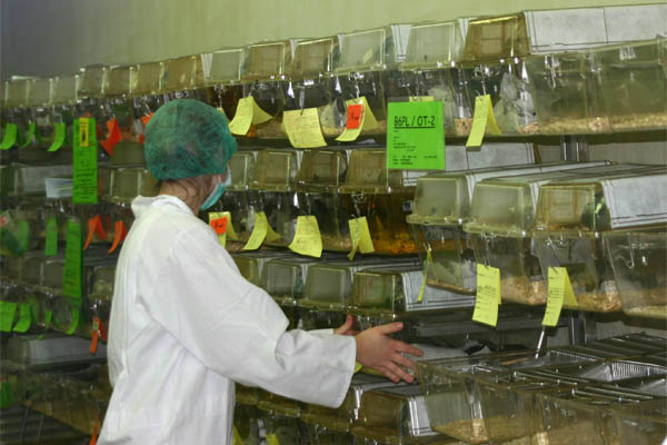 Mäuse in Plastikkästen
