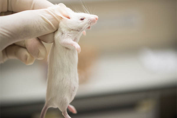 Maus im Tierversuch