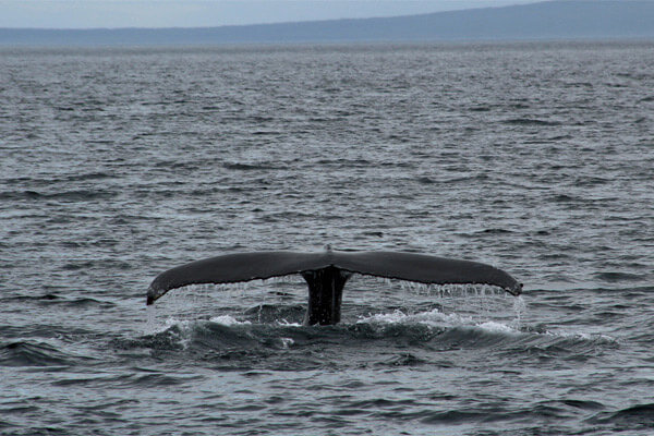 walfluke